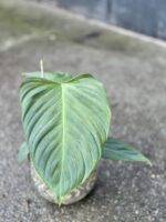 Zdjęcie rośliny Philodendron Fuzzy Petiole, ujęcie 3