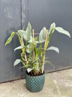 Zdjęcie rośliny Philodendron Hastatum, ujęcie 1