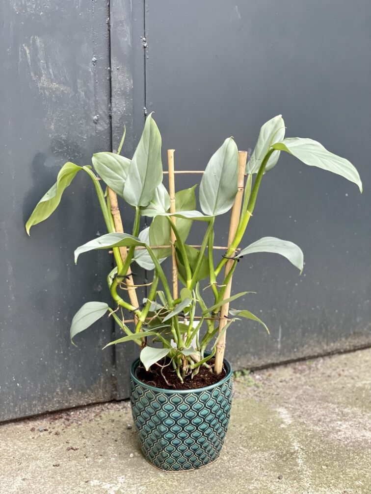 Zdjęcie rośliny Philodendron Hastatum, ujęcie 1
