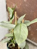 Zdjęcie rośliny Philodendron Hastatum, ujęcie 2