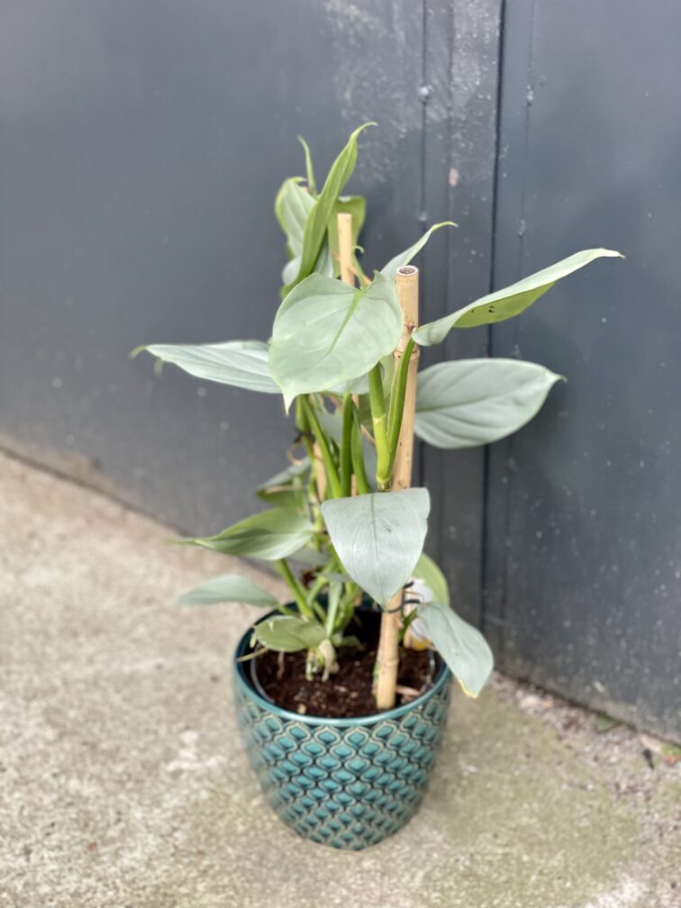 Zdjęcie rośliny Philodendron Hastatum, ujęcie 3