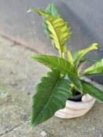 Zdjęcie rośliny Philodendron Narrow, ujęcie 1