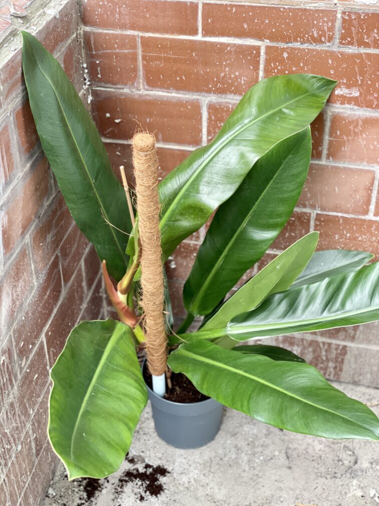Zdjęcie rośliny Philodendron ruizii, ujęcie 1