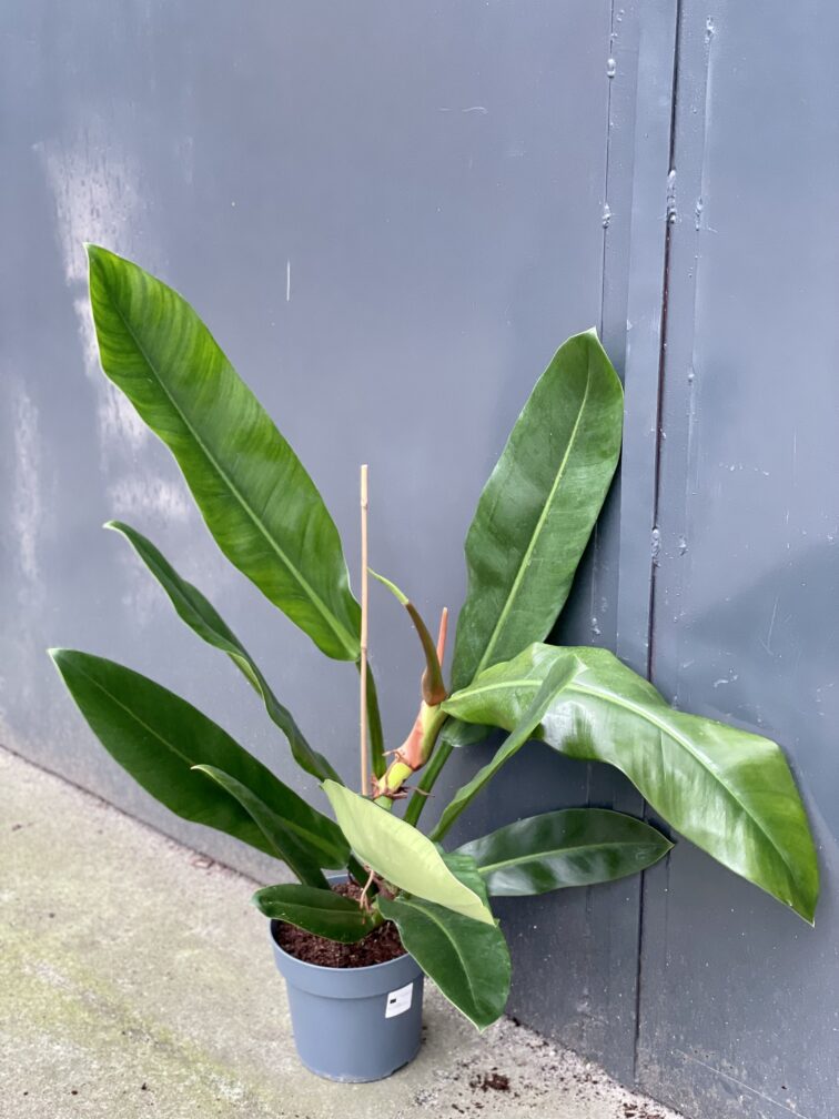 Zdjęcie rośliny Philodendron ruizii, ujęcie 2