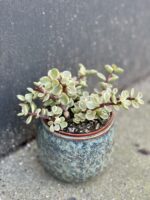 Zdjęcie rośliny Portulacaria Afra variegata, ujęcie 1