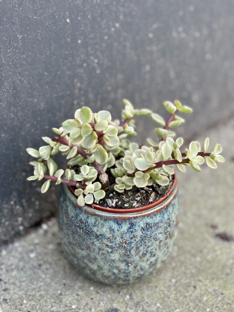 portulacaria-afra-variegata_8x10-1_1645260699.jpg Zdjęcie rośliny Portulacaria Afra variegata, ujęcie 1