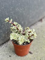 Zdjęcie rośliny Portulacaria Afra variegata, ujęcie 2