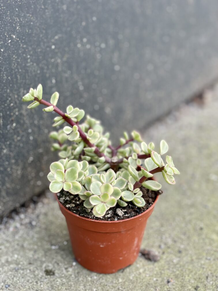 Zdjęcie rośliny Portulacaria Afra variegata, ujęcie 2
