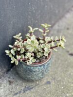 Zdjęcie rośliny Portulacaria Afra variegata, ujęcie 3