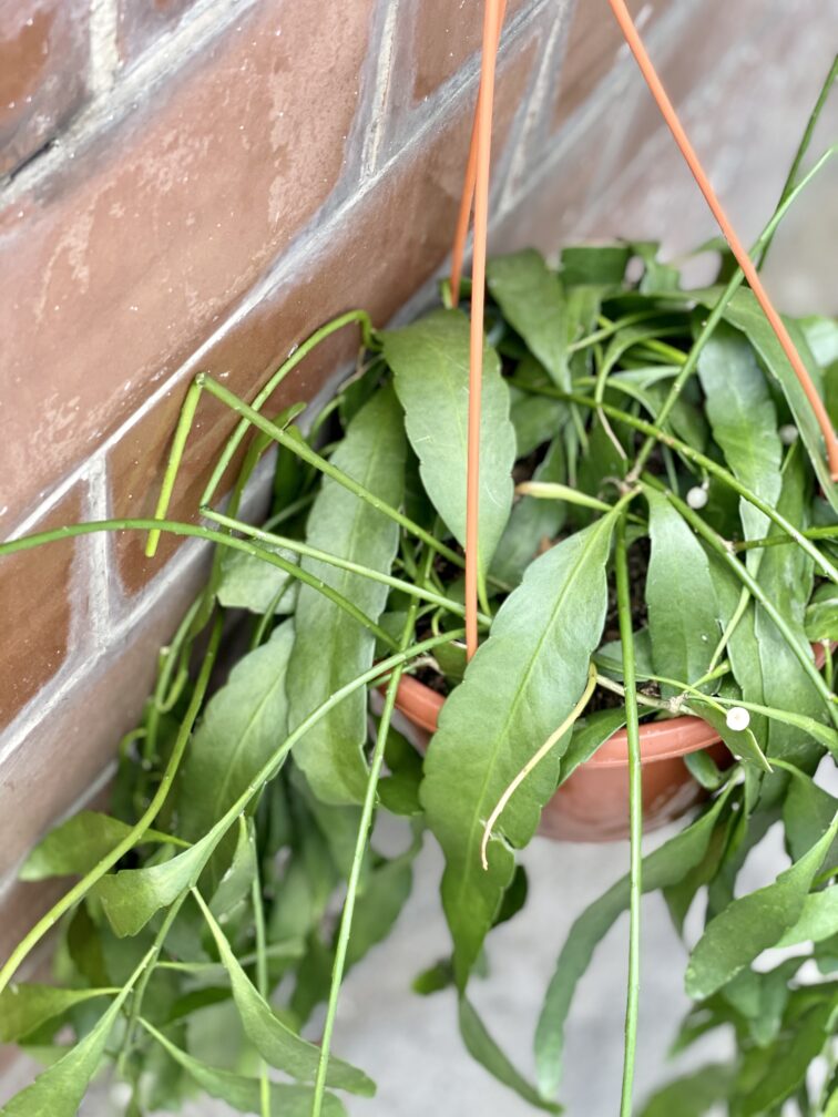 Zdjęcie rośliny Pseudorhipsalis rasmulosa Red Coral (rhipsalis), ujęcie 2