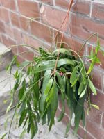 Zdjęcie rośliny Pseudorhipsalis rasmulosa Red Coral (rhipsalis), ujęcie 3