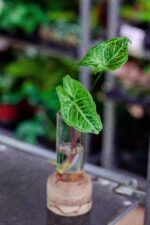 Zdjęcie rośliny Sadzonka Syngonium Batik, ujęcie 1