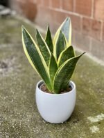 Zdjęcie rośliny Sansevieria Golden Flame, ujęcie 1