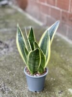 Zdjęcie rośliny Sansevieria Golden Flame, ujęcie 2