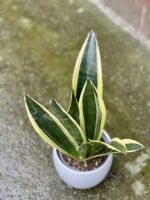 Zdjęcie rośliny Sansevieria Golden Flame, ujęcie 3