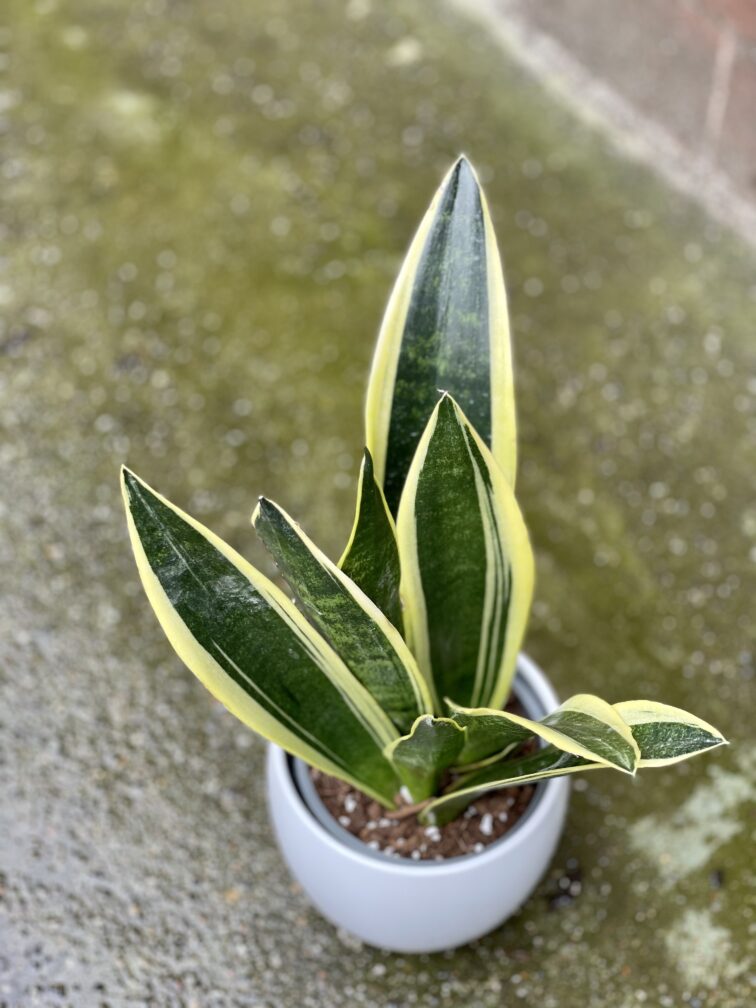 Zdjęcie rośliny Sansevieria Golden Flame, ujęcie 3