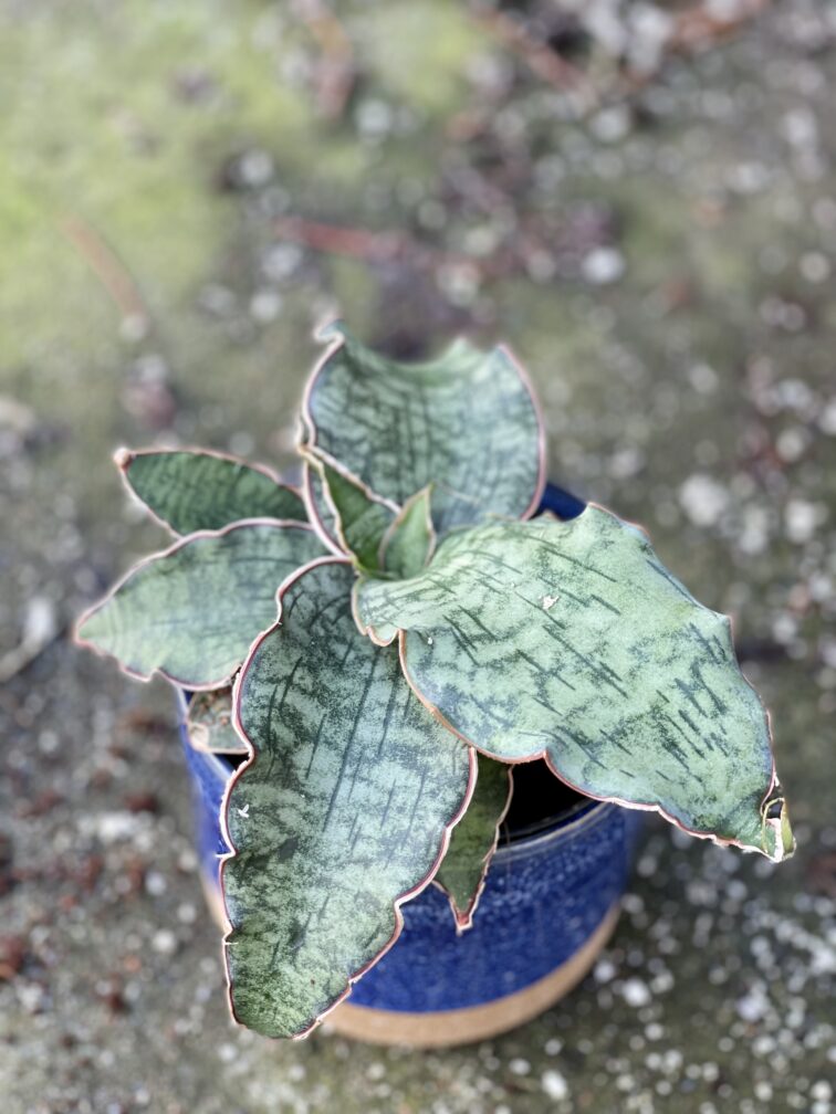 sansevieria-star-green-granite_11x17-1_1644666618.jpg Zdjęcie rośliny Sansevieria Star Green Granite, ujęcie 1