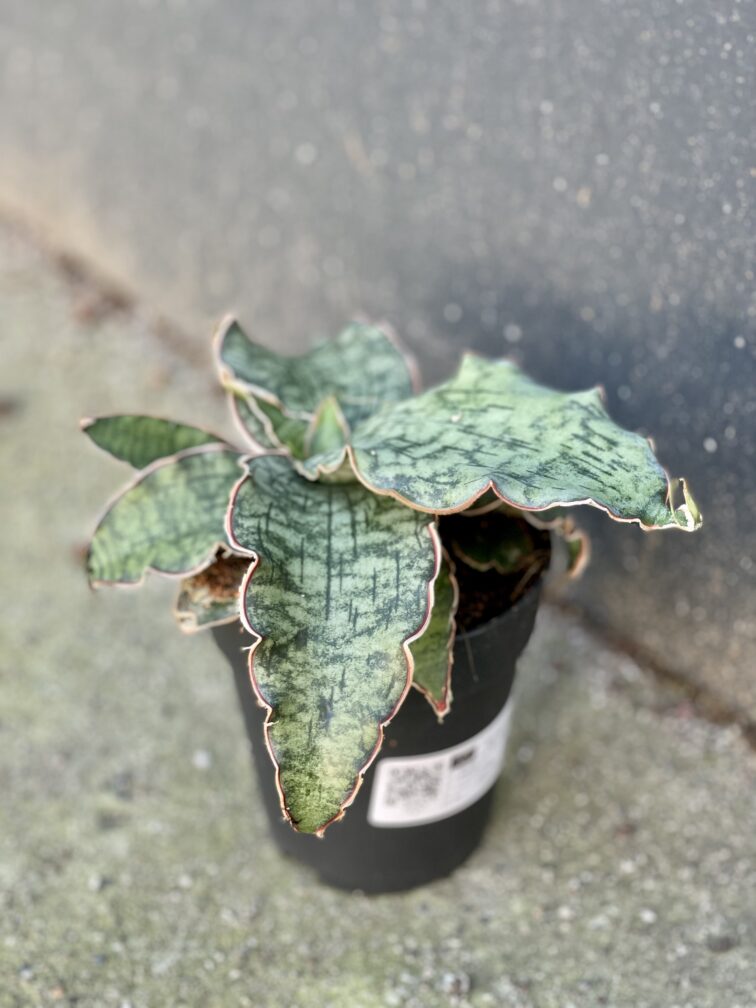 Zdjęcie rośliny Sansevieria Star Green Granite, ujęcie 2