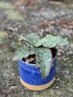 Zdjęcie rośliny Sansevieria Star Green Granite, ujęcie 3