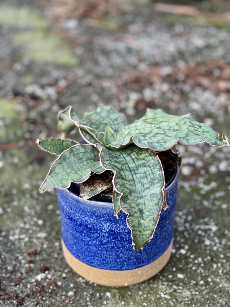 Zdjęcie rośliny Sansevieria Star Green Granite, ujęcie 3