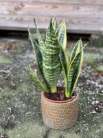 Zdjęcie rośliny Sansevieria trifasciata Canary, ujęcie 1