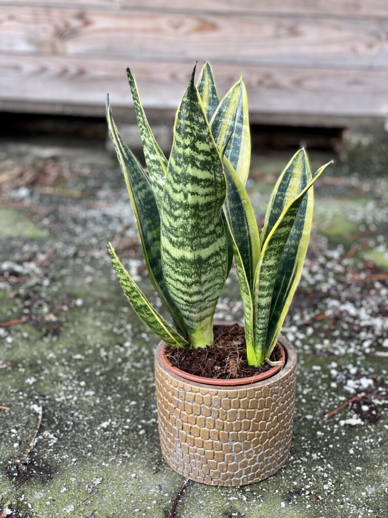 Zdjęcie rośliny Sansevieria trifasciata Canary, ujęcie 1