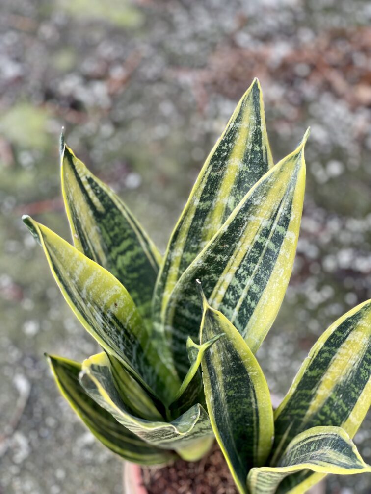 Zdjęcie rośliny Sansevieria trifasciata Canary, ujęcie 2