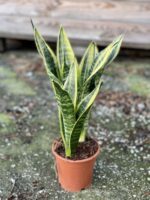 Zdjęcie rośliny Sansevieria trifasciata Canary, ujęcie 3