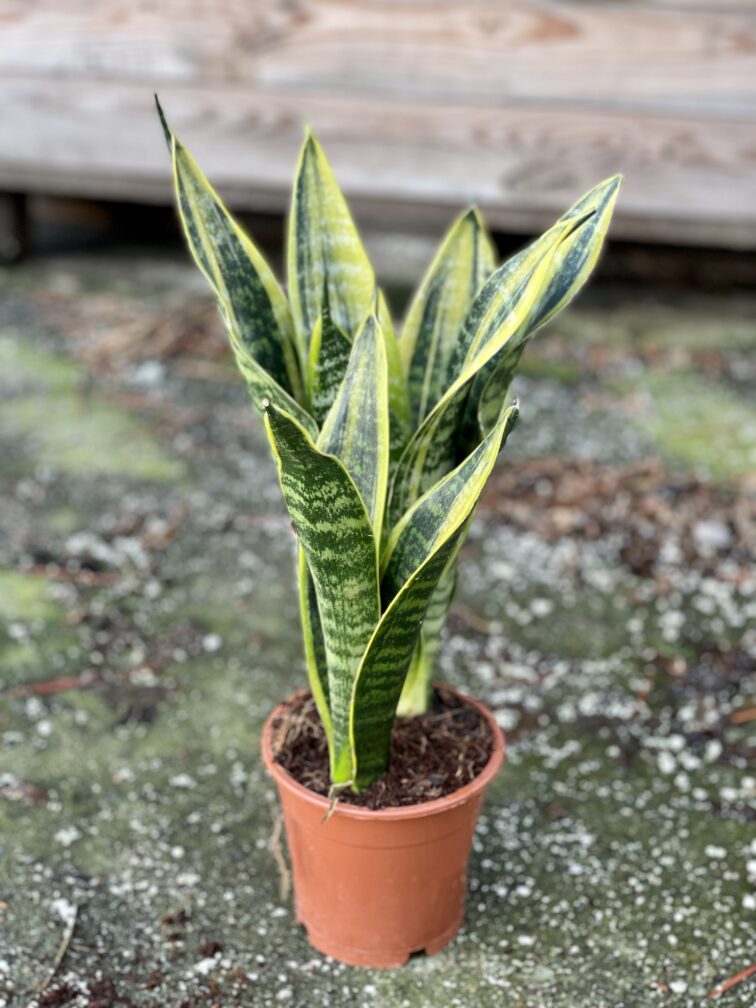 Zdjęcie rośliny Sansevieria trifasciata Canary, ujęcie 3