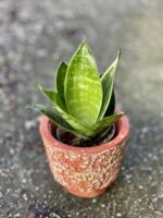 Zdjęcie rośliny Sansevieria trifasciata Hahnii, ujęcie 1