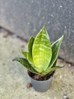 Zdjęcie rośliny Sansevieria trifasciata Hahnii, ujęcie 2