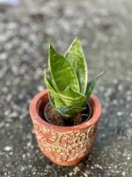 Zdjęcie rośliny Sansevieria trifasciata Hahnii, ujęcie 3