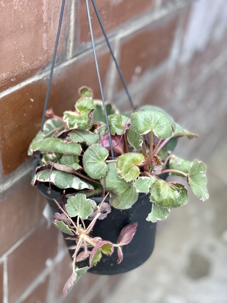 Zdjęcie rośliny Saxifraga Stolonifera Tricolor (Skalnica Rozłogowa), ujęcie 2