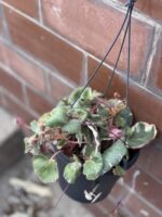 Zdjęcie rośliny Saxifraga Stolonifera Tricolor (Skalnica Rozłogowa), ujęcie 3