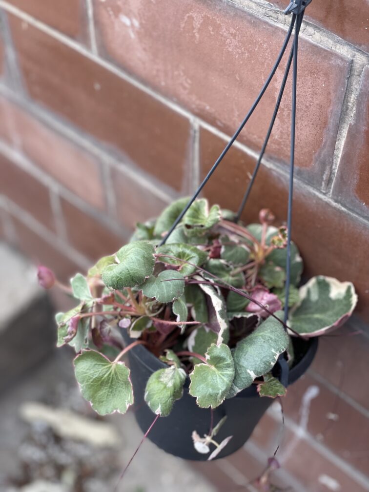 Zdjęcie rośliny Saxifraga Stolonifera Tricolor (Skalnica Rozłogowa), ujęcie 3
