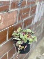 Zdjęcie rośliny Saxifraga Stolonifera Tricolor (Skalnica Rozłogowa), ujęcie 4