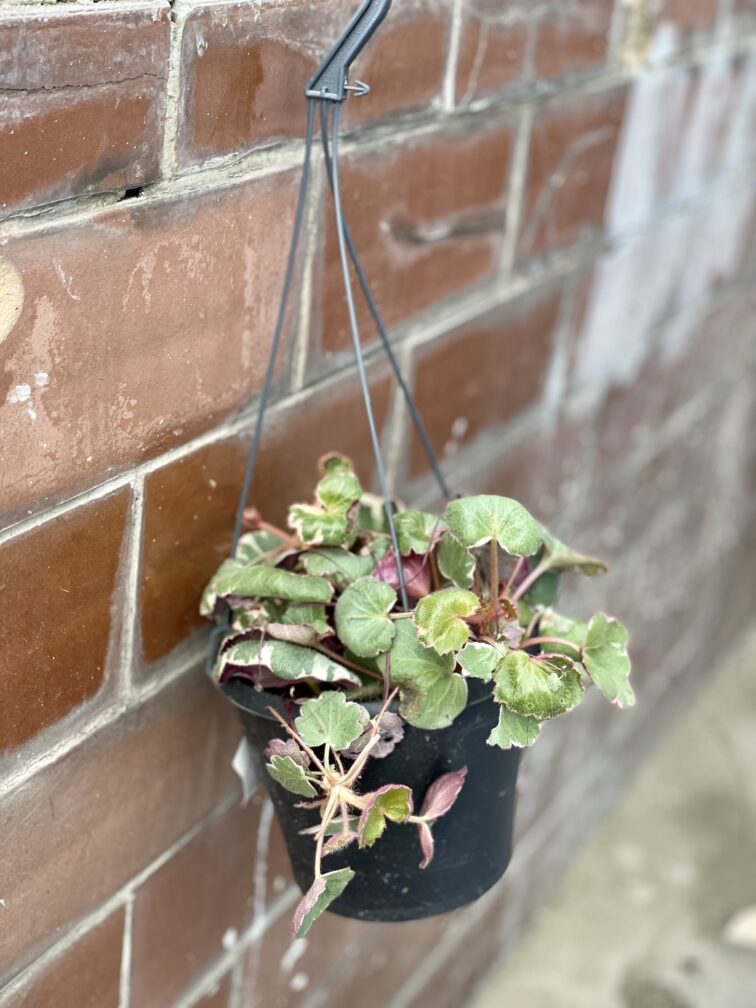 Zdjęcie rośliny Saxifraga Stolonifera Tricolor (Skalnica Rozłogowa), ujęcie 4