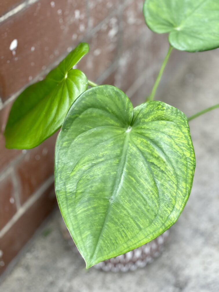 Zdjęcie rośliny Syngonium chiapense, ujęcie 2