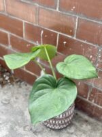 Zdjęcie rośliny Syngonium chiapense, ujęcie 3