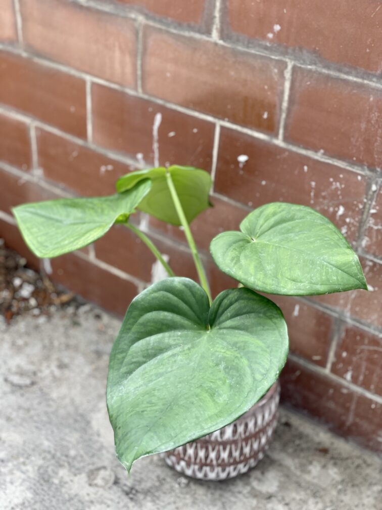 Zdjęcie rośliny Syngonium chiapense, ujęcie 3