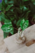 Zdjęcie rośliny Syngonium Panda - sadzonka, ujęcie 1