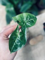 Zdjęcie rośliny Syngonium Panda - sadzonka, ujęcie 3