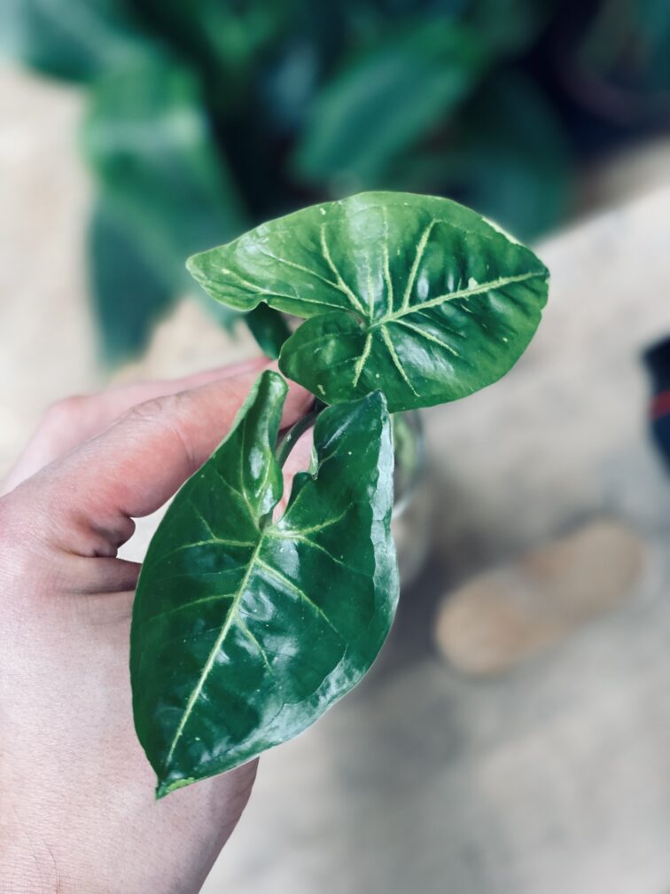 Zdjęcie rośliny Syngonium Panda - sadzonka, ujęcie 3