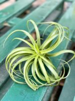 Zdjęcie rośliny Tillandsia capitata Orange, ujęcie 1