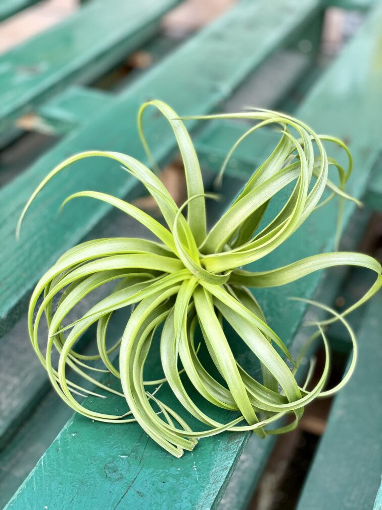 Zdjęcie rośliny Tillandsia capitata Orange, ujęcie 1