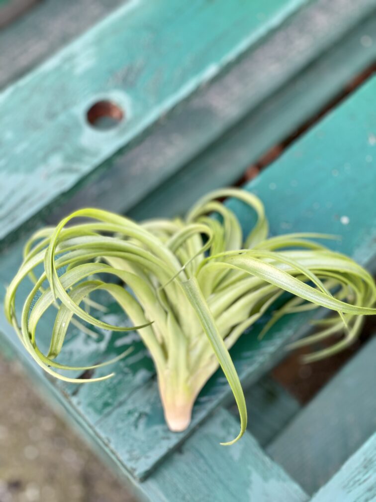 Zdjęcie rośliny Tillandsia capitata Orange, ujęcie 2