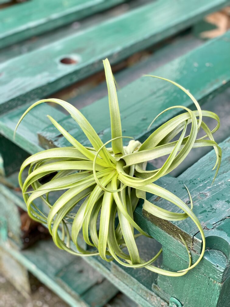 Zdjęcie rośliny Tillandsia capitata Orange, ujęcie 3