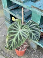 Zdjęcie akcesoria Tyczka bambusowa 45 cm, ujęcie 2