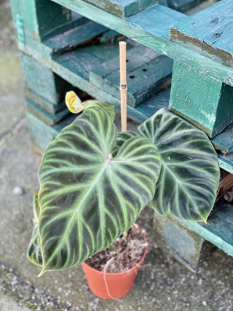 Zdjęcie akcesoria Tyczka bambusowa 45 cm, ujęcie 2