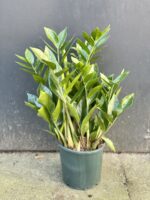 Zdjęcie rośliny Zamioculcas Zamiifolia, ujęcie 1